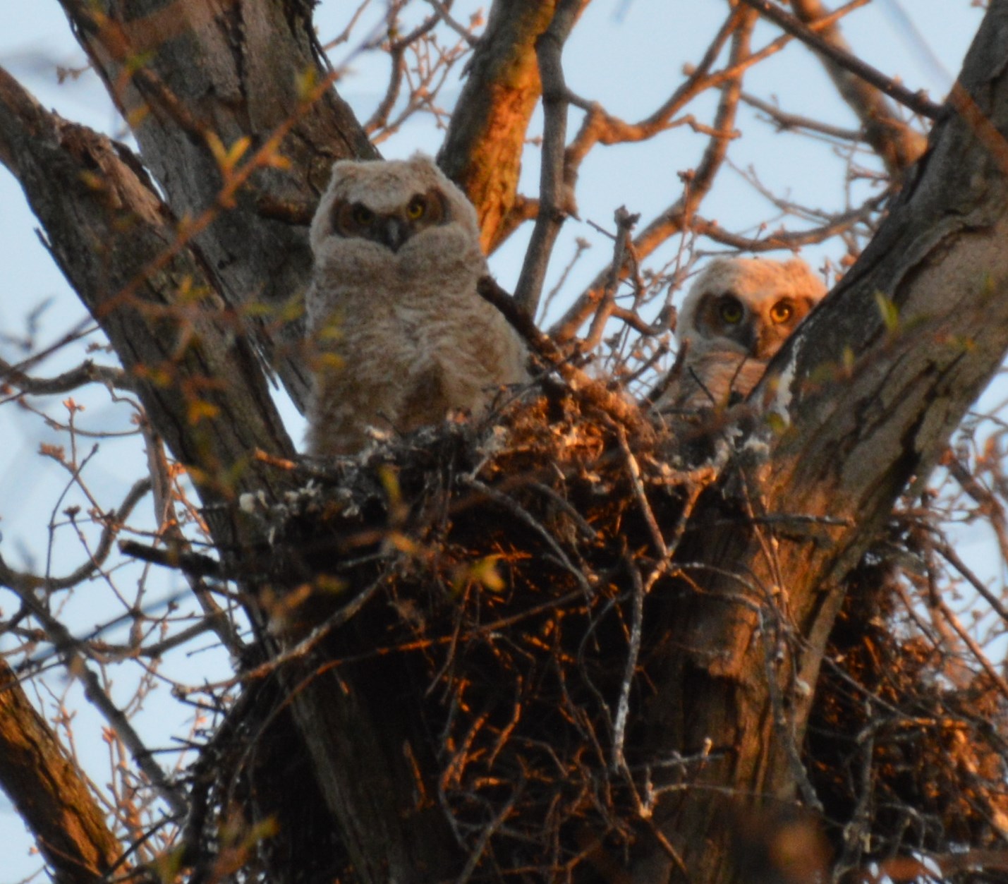 Great Horned Owlets