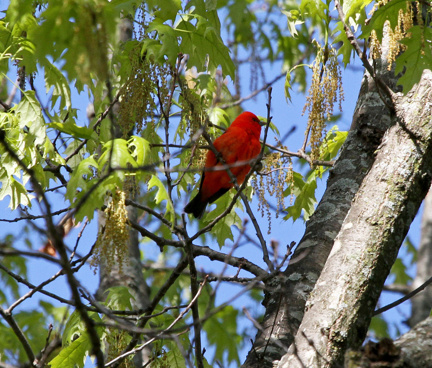 Scarlet Tanager