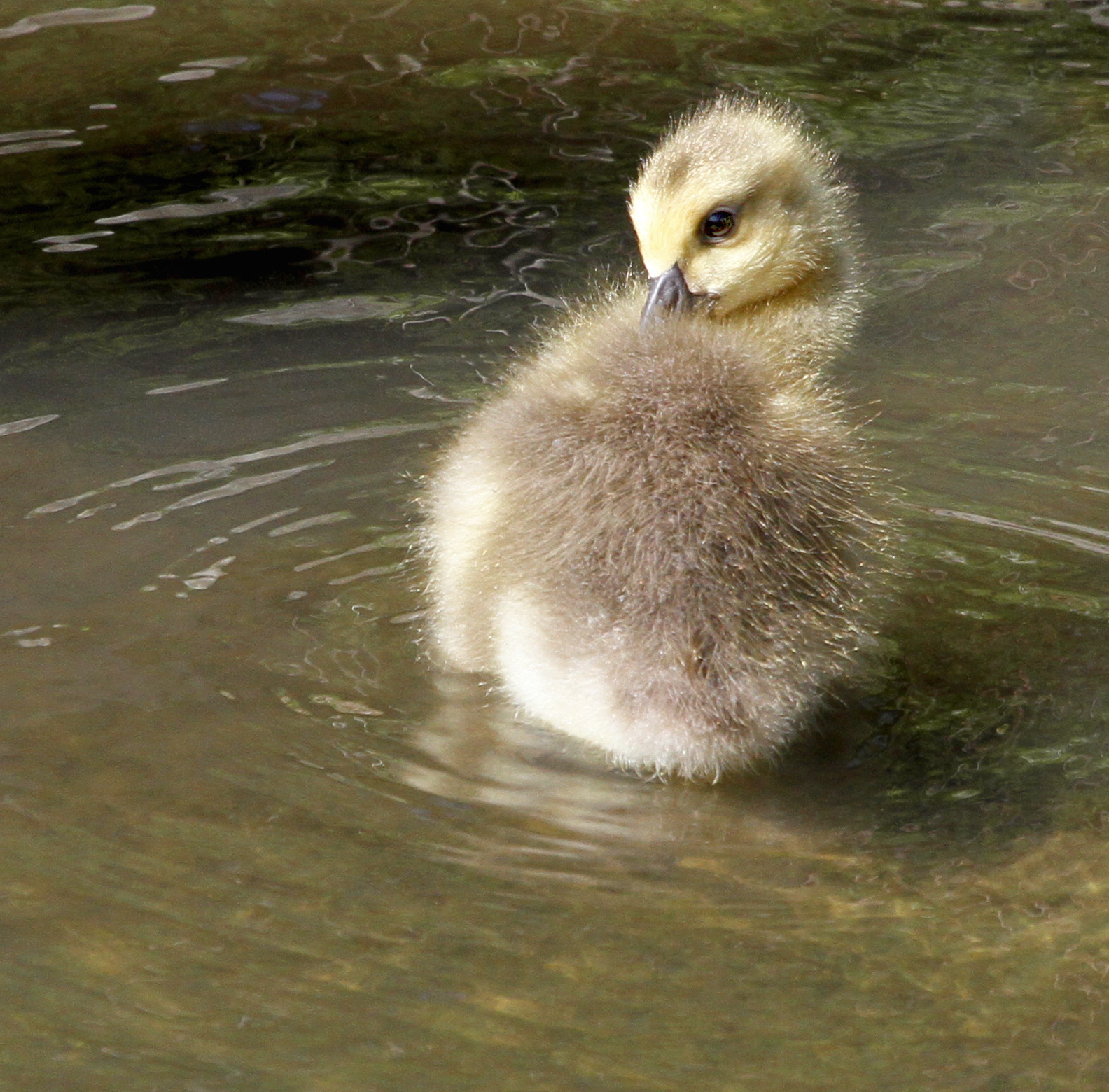Canada Goose gosling