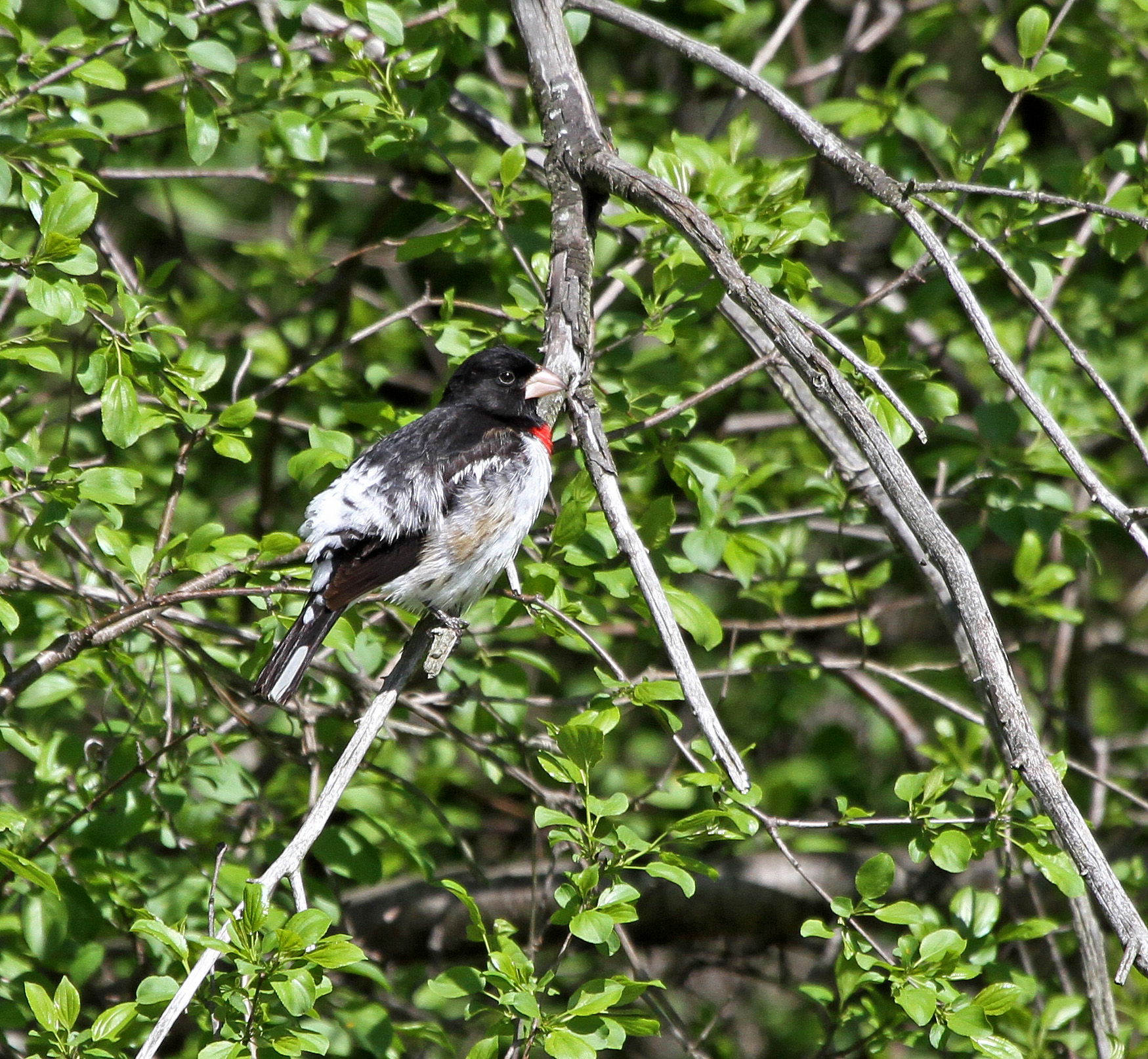 Male Rose-breasted Grosbeak