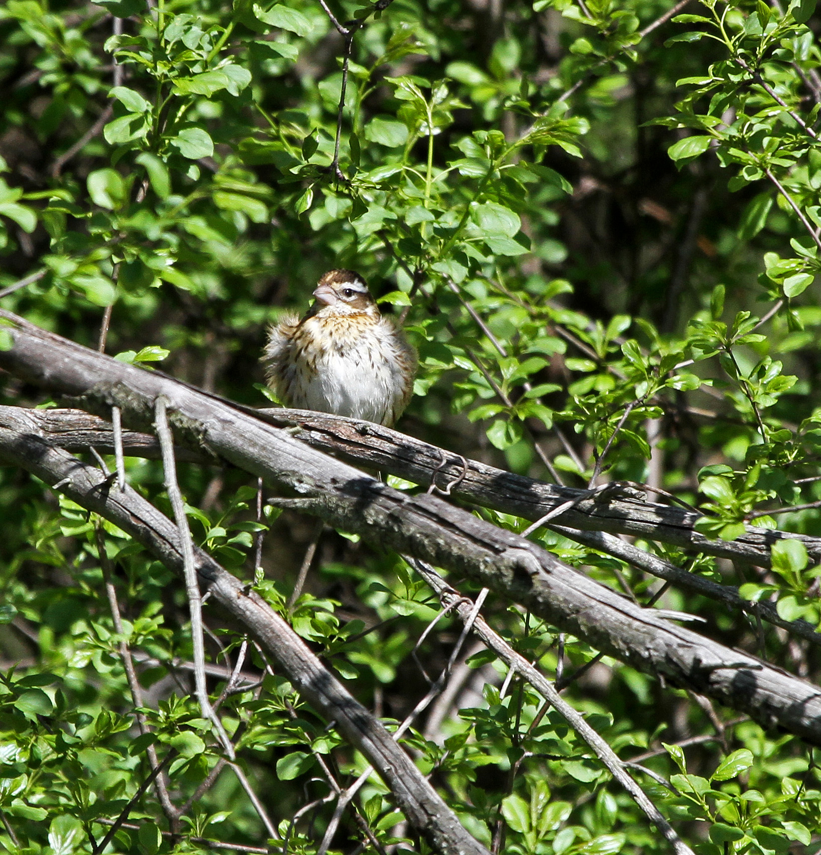 Female Rose-breasted Grosbeak