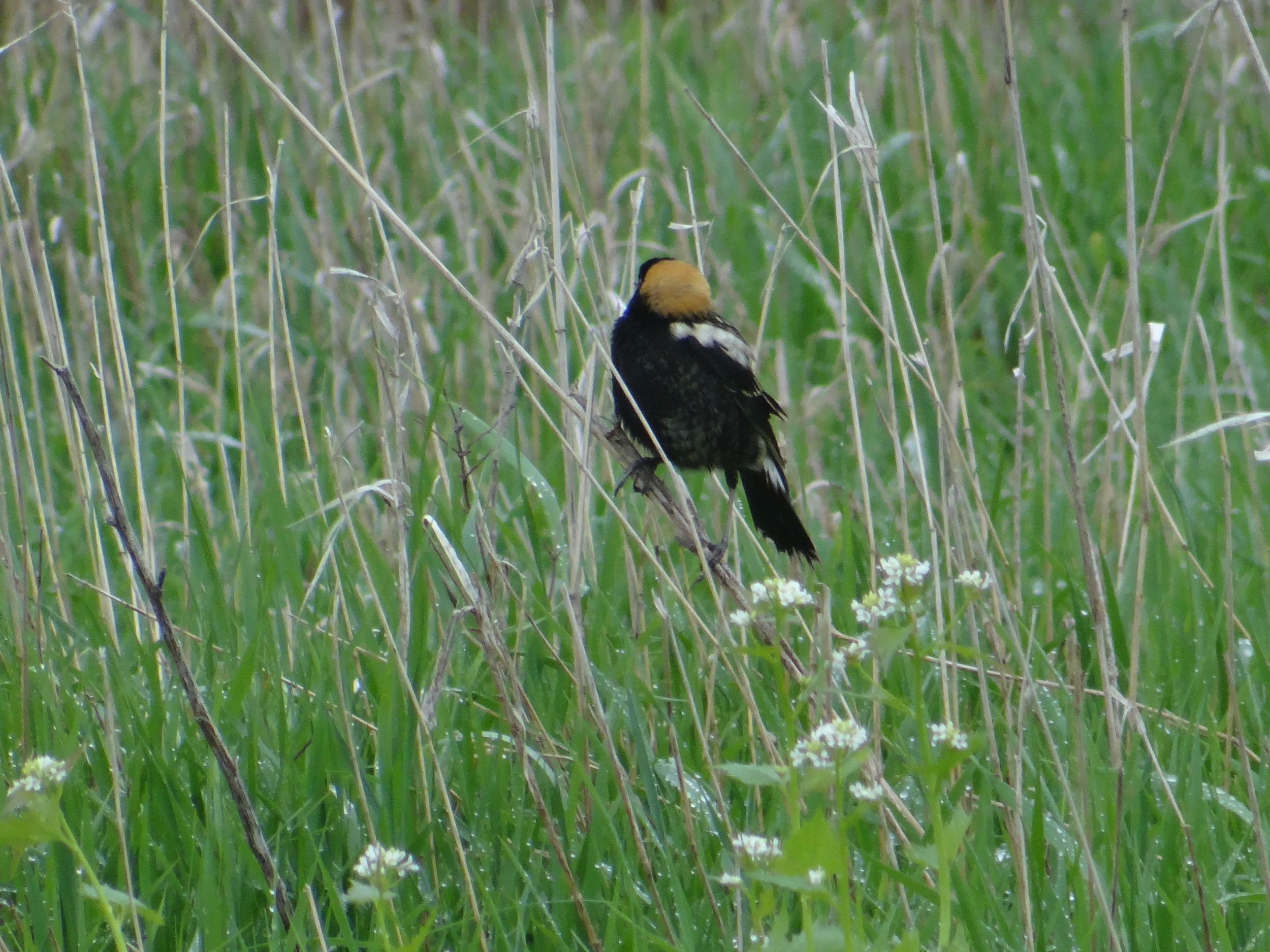 Bobolink by Glen Moss
