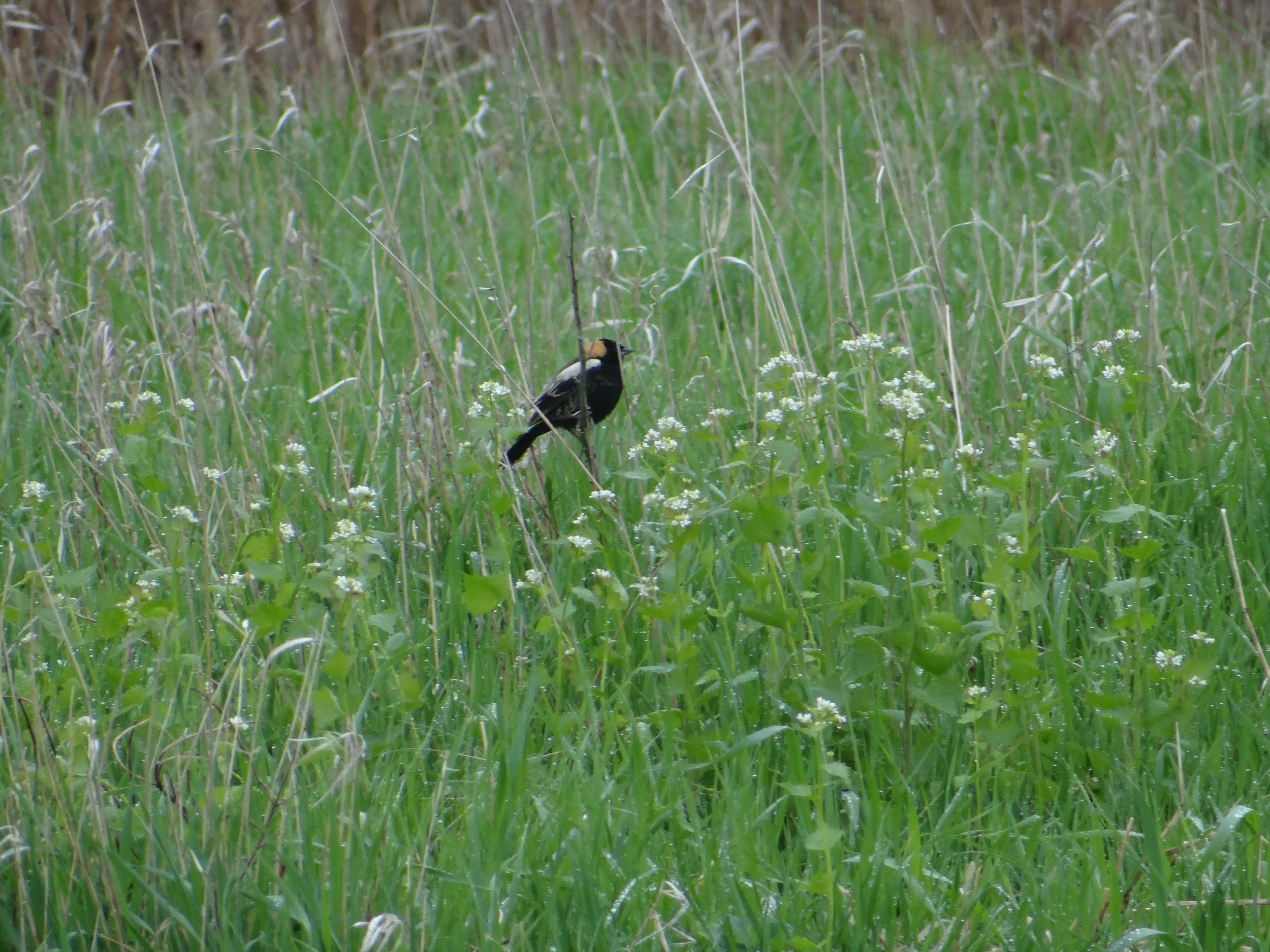 Bobolink by Glen Moss