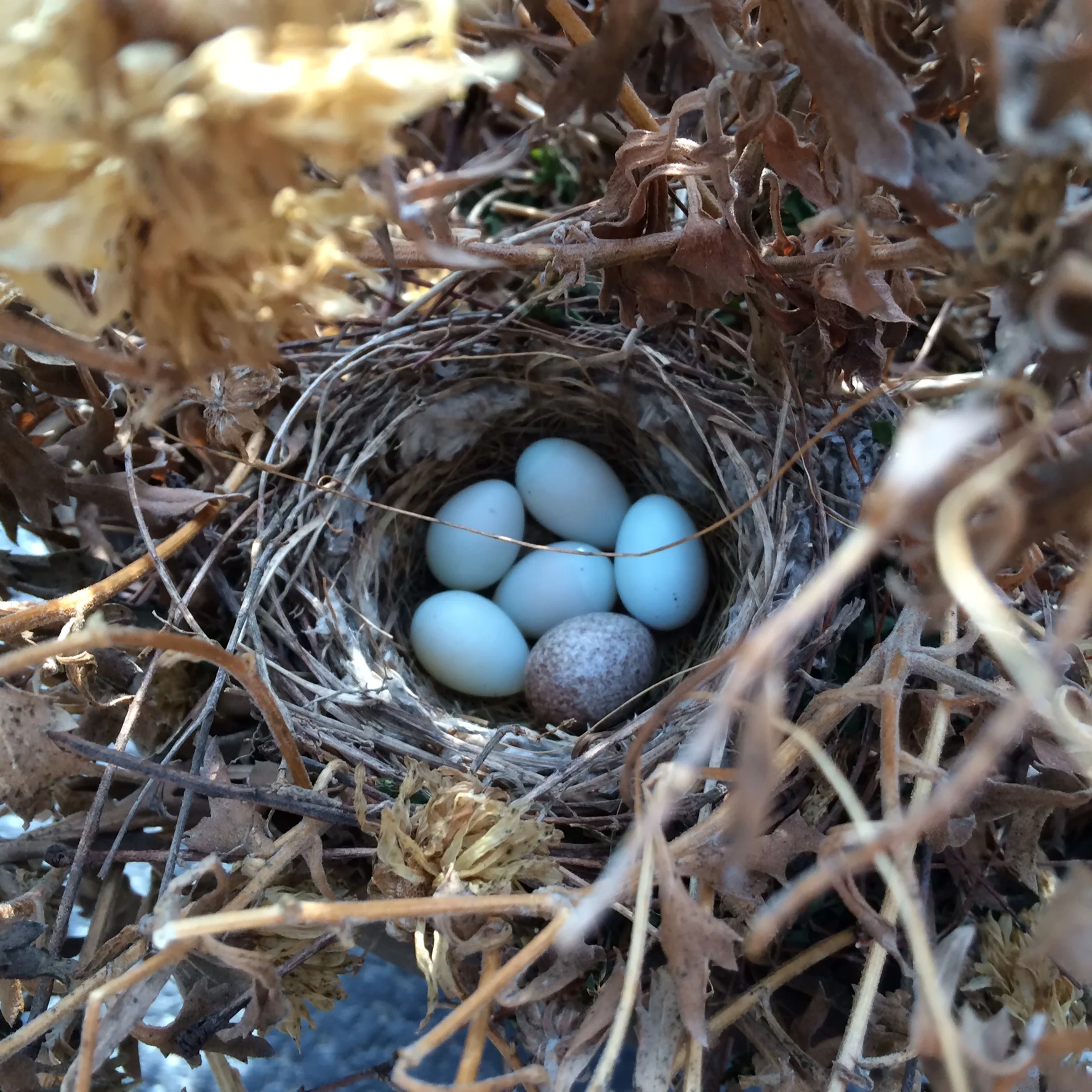 House Finch nest by Leanne Lowenthal