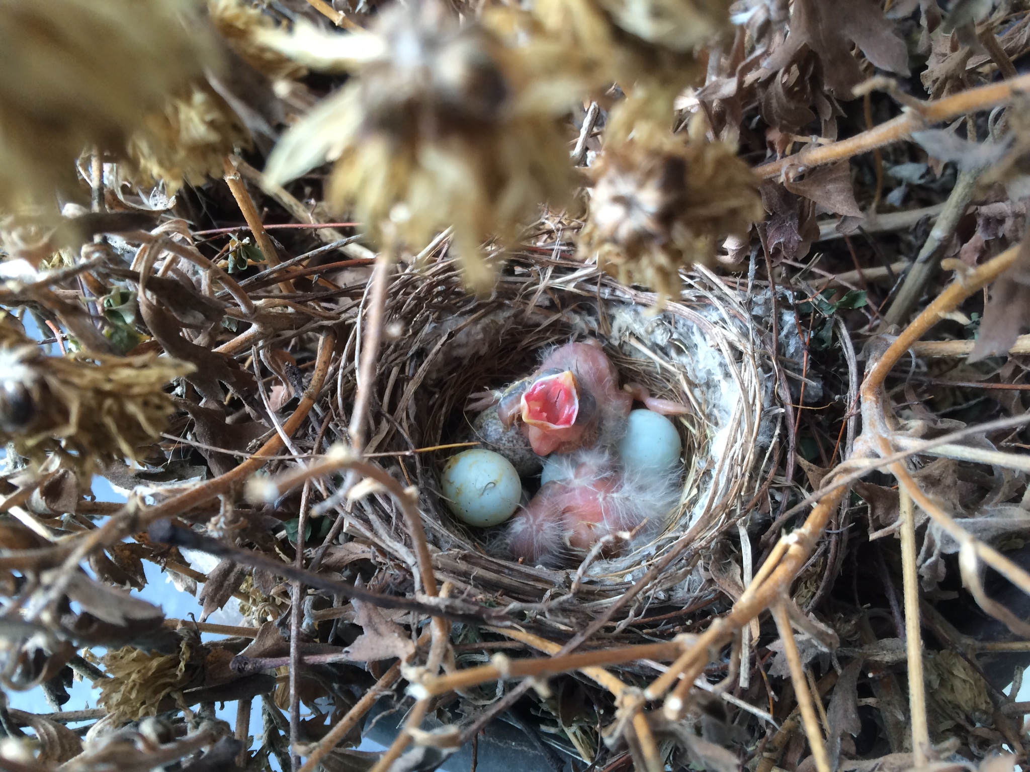 House Finch nest by Leanne Lowenthal