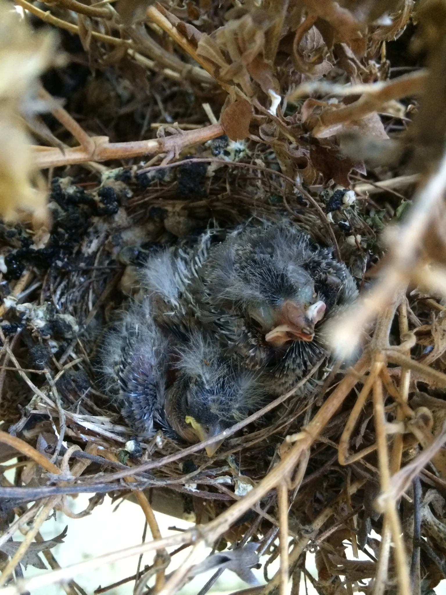House Finch nest by Leanne Lowenthal