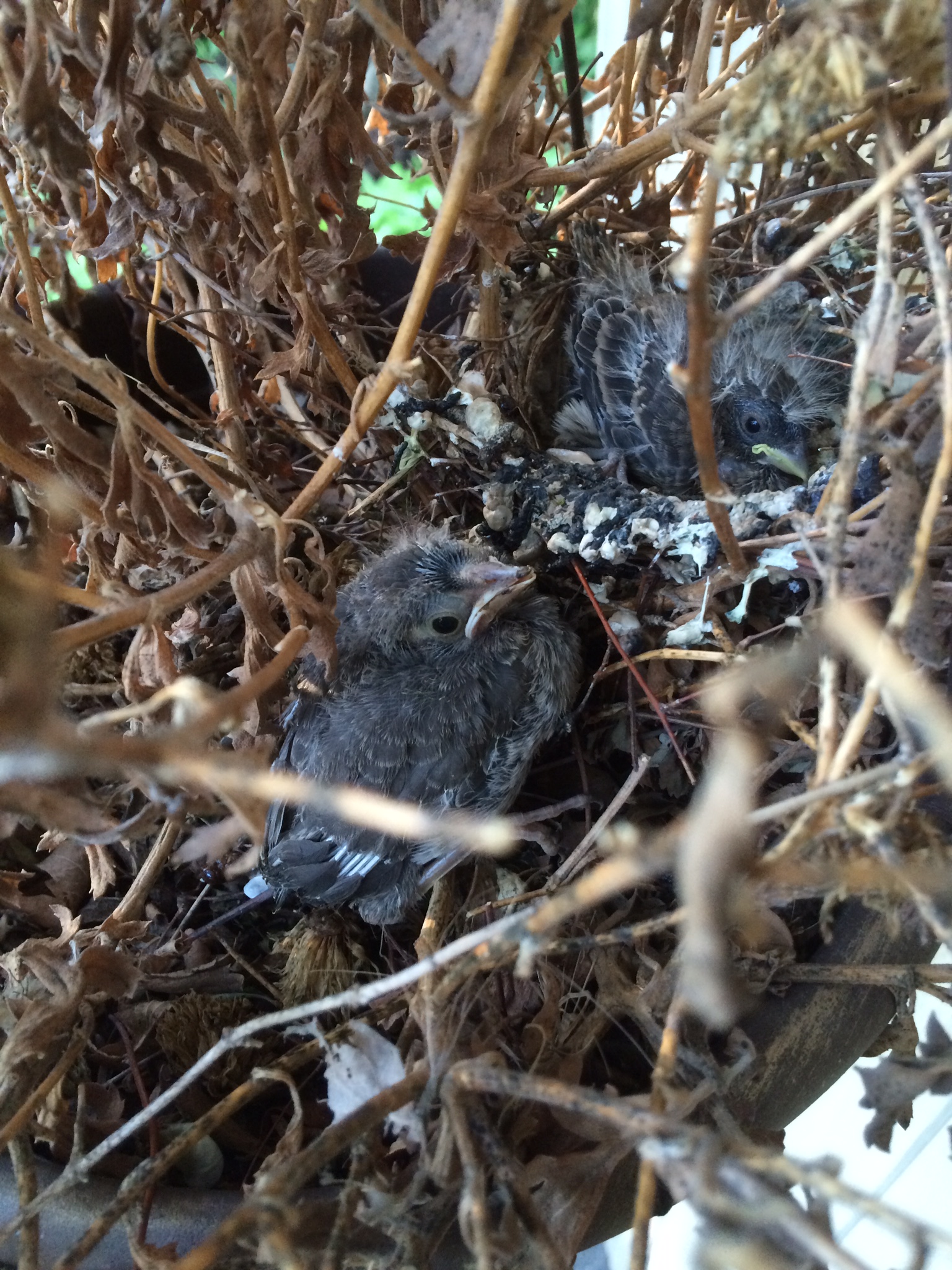 House Finch nest by Leanne Lowenthal