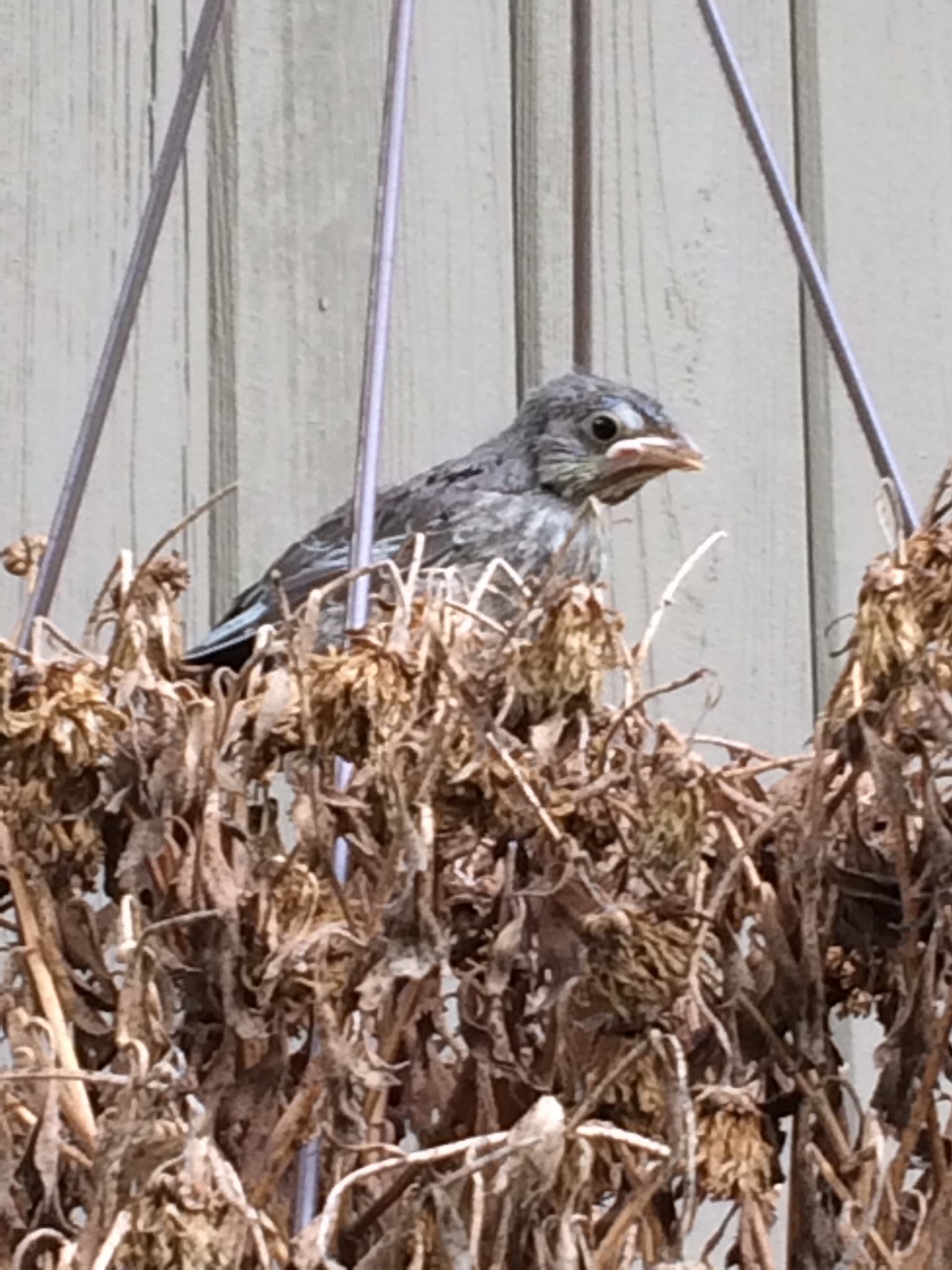 House Finch chick by Leanne Lowenthal
