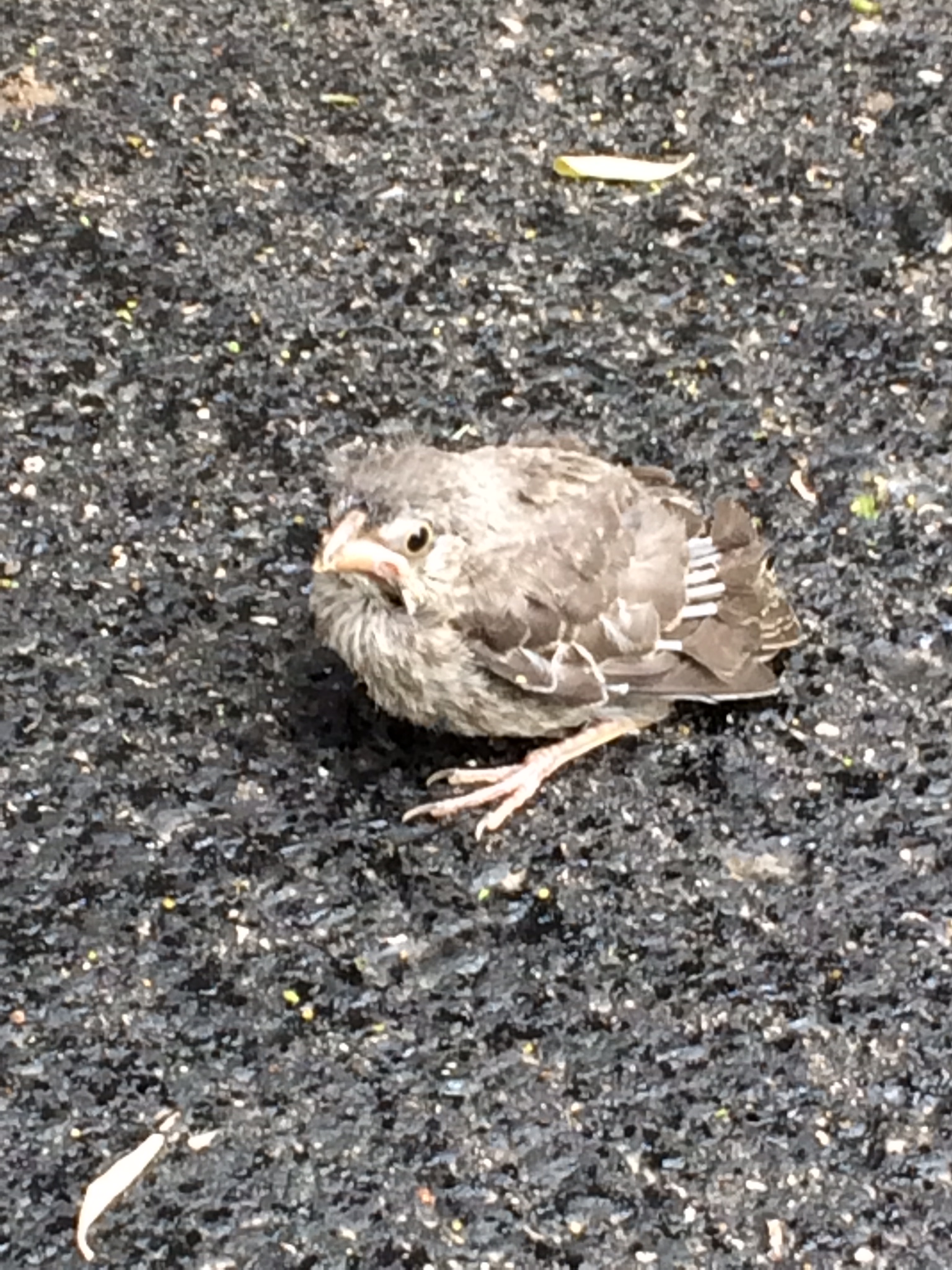 House Finch juvenile by Leanne Lowenthal