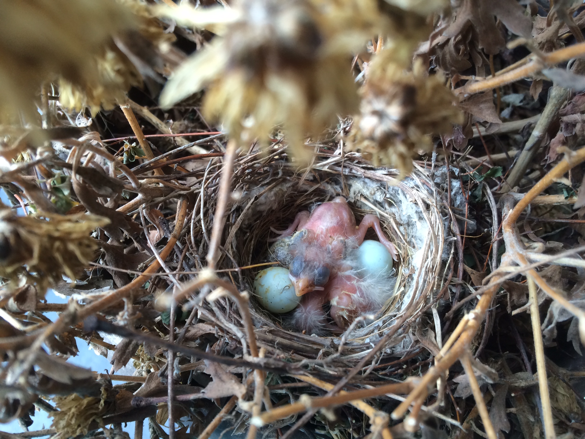 House Finch nest by Leanne Lowenthal