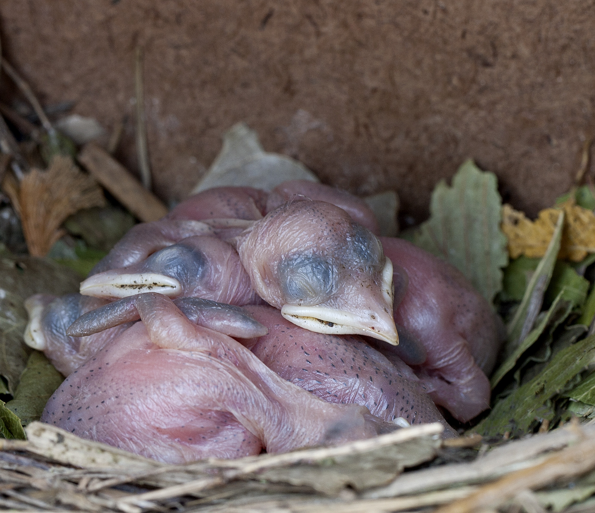 Purple Martin babies