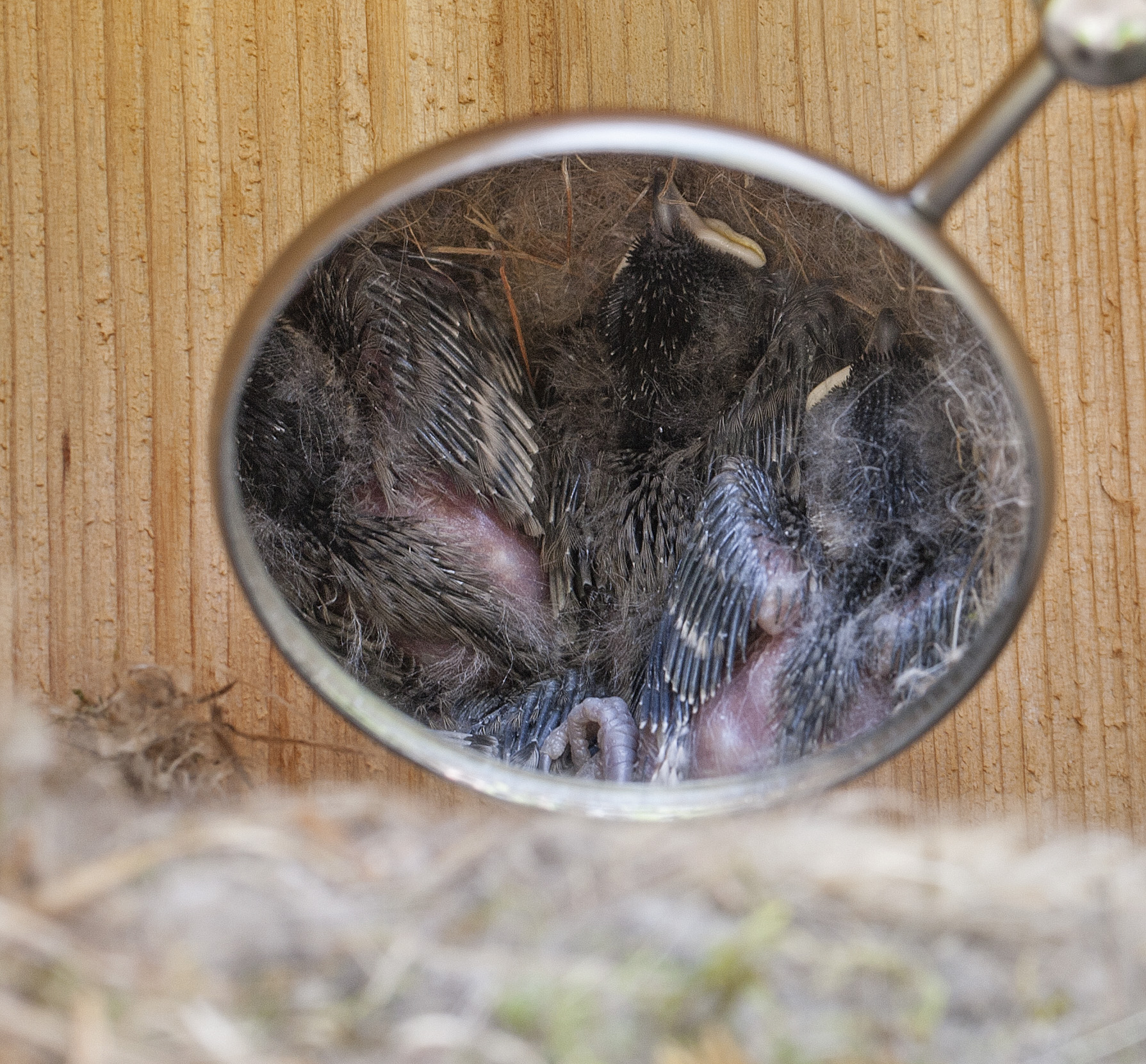 Baby Black-capped Chickadees