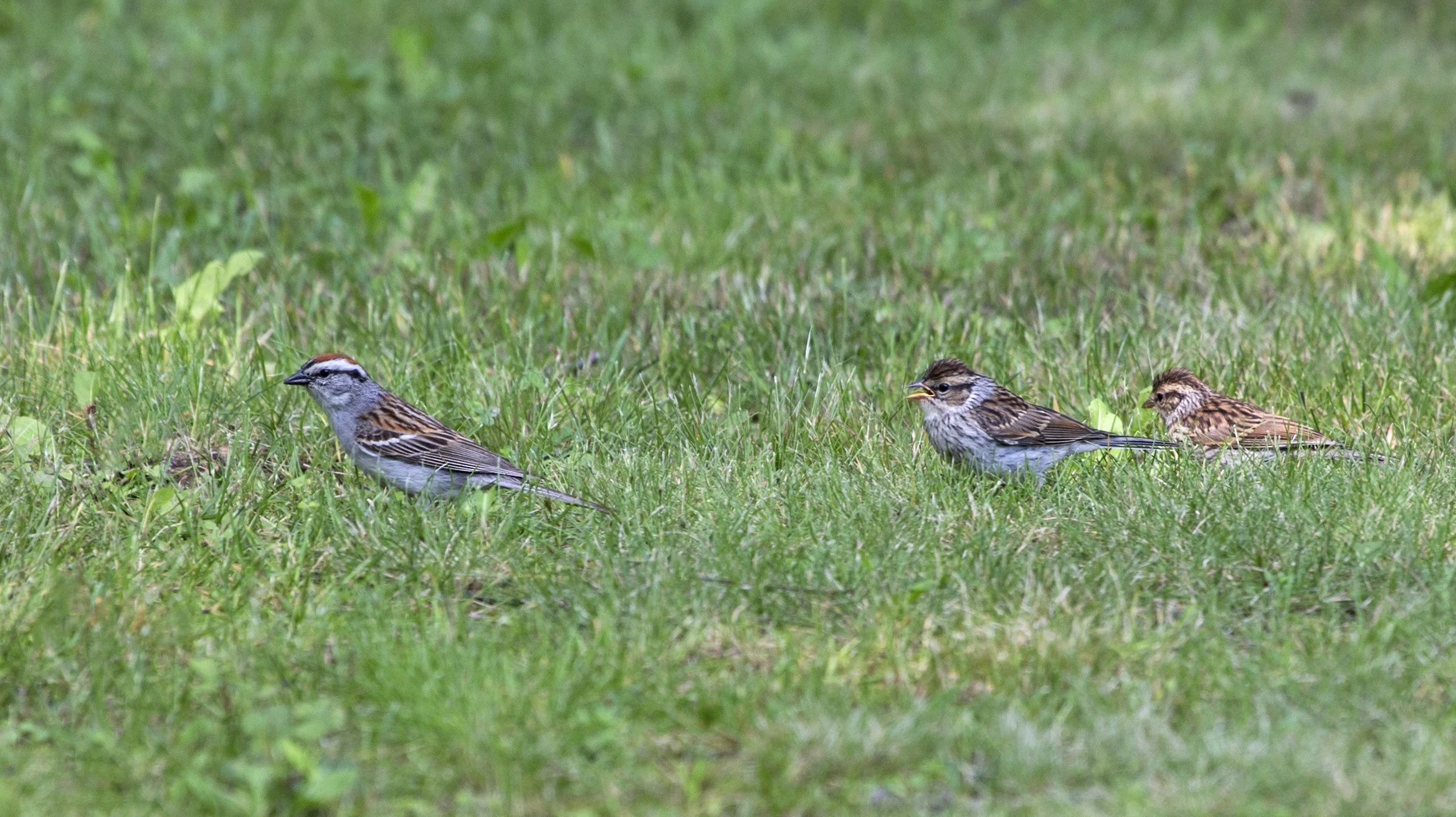 Fledgling Chipping Sparrows