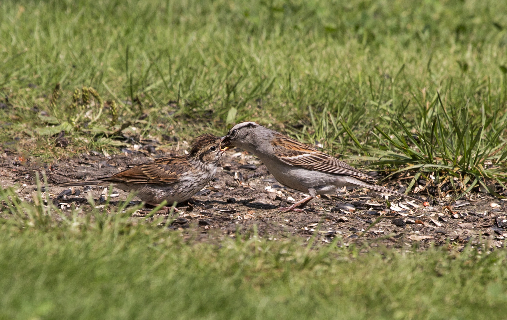 Chipping Sparrows