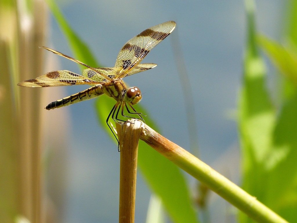 Dragonfly Encounter