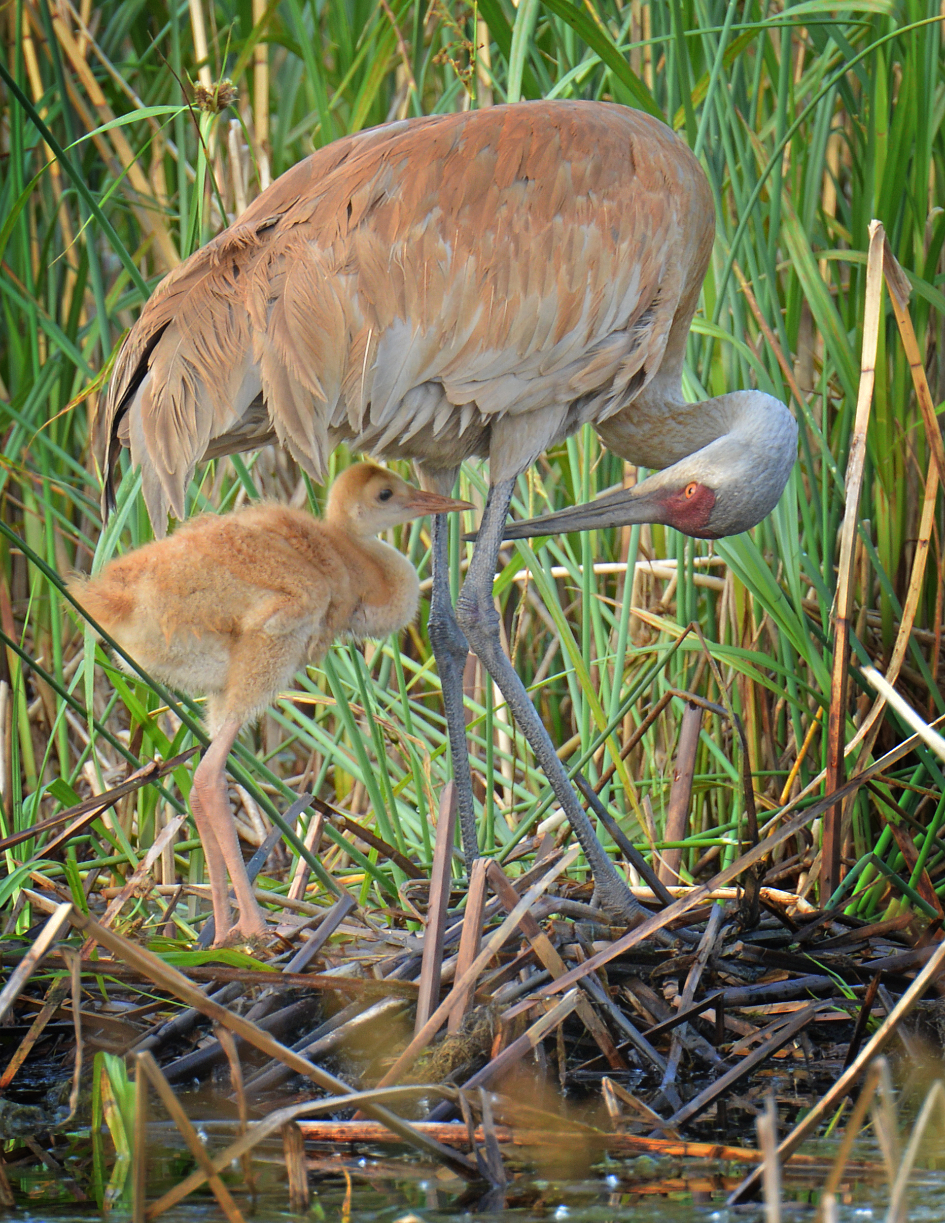 Mama Sandhill Crane Checking on Baby