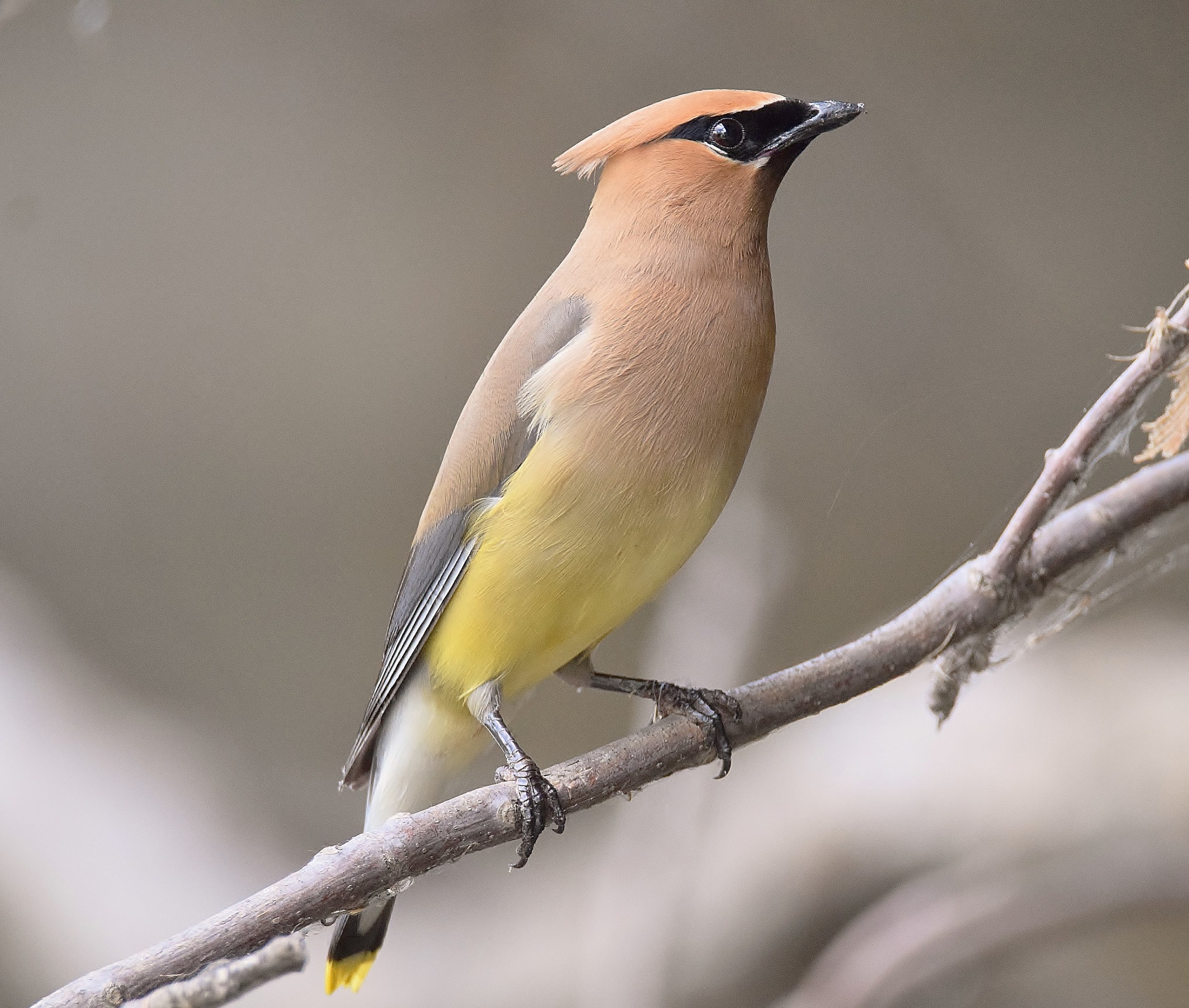 Cedar Waxwing