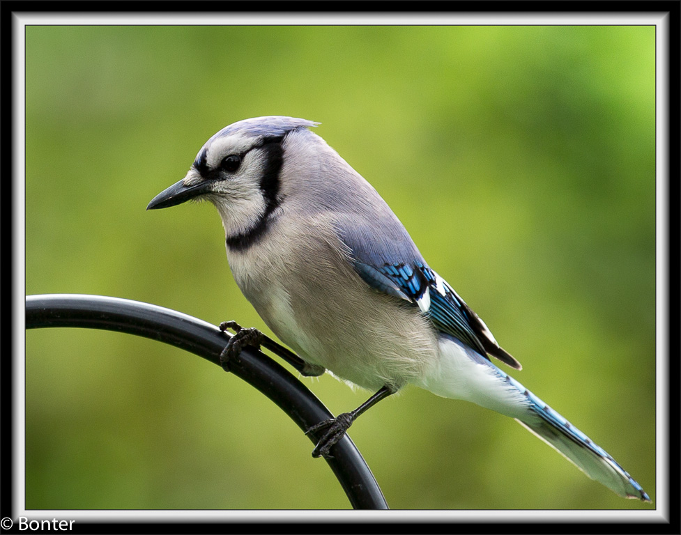 Blue Jay
