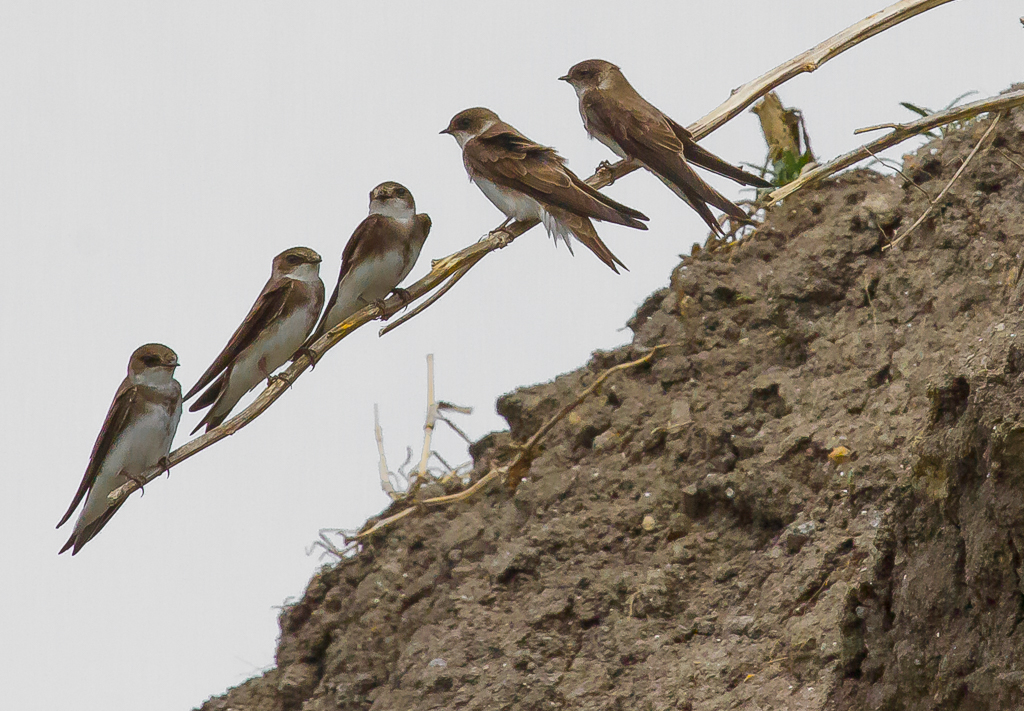 Bank Swallows Hanging Out