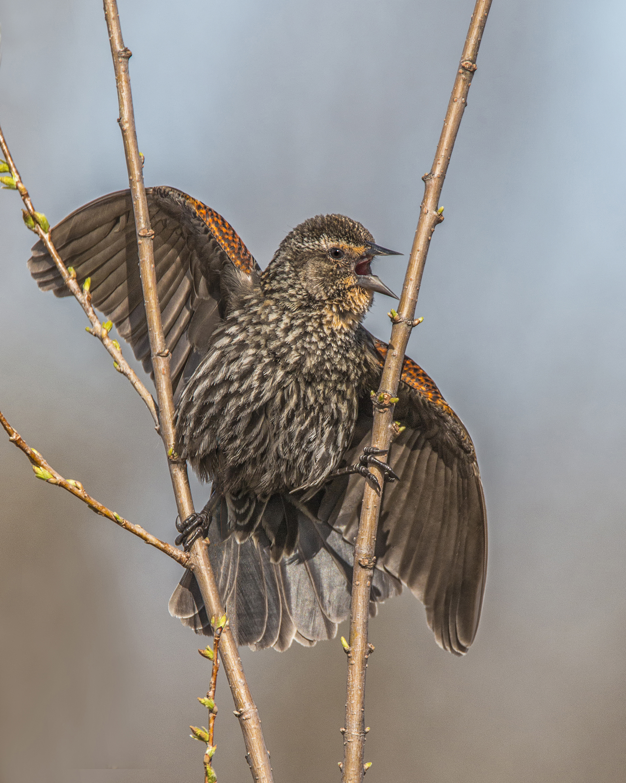 Juvenile Red Winged Blackbird