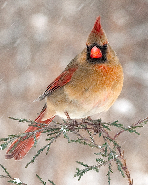 Cardinal in the Snow