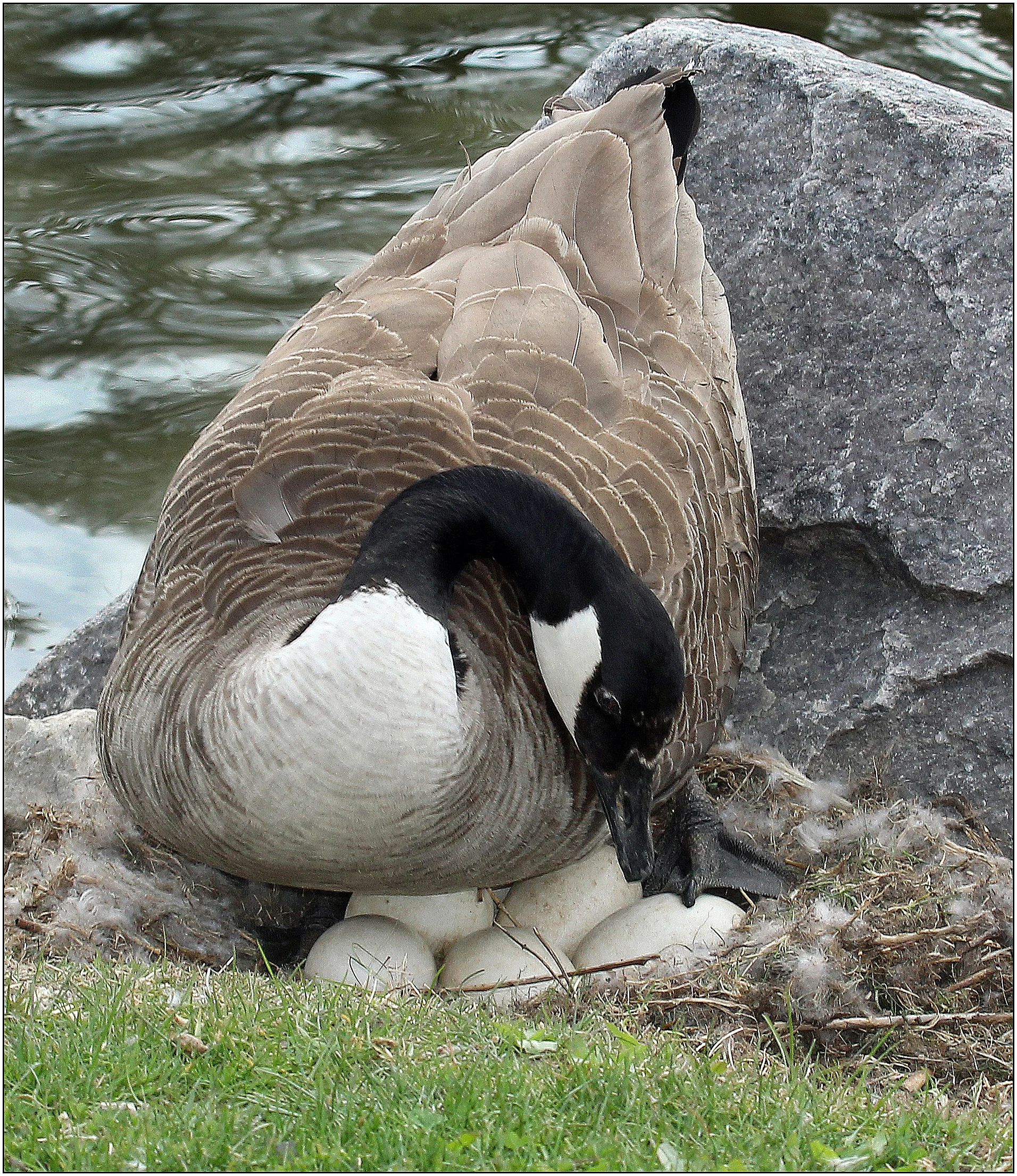 Checking the Nest