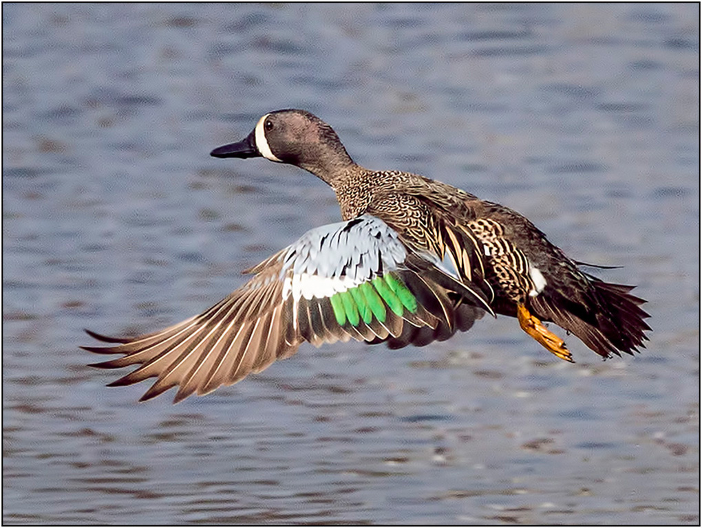 Blue Winged Teal
