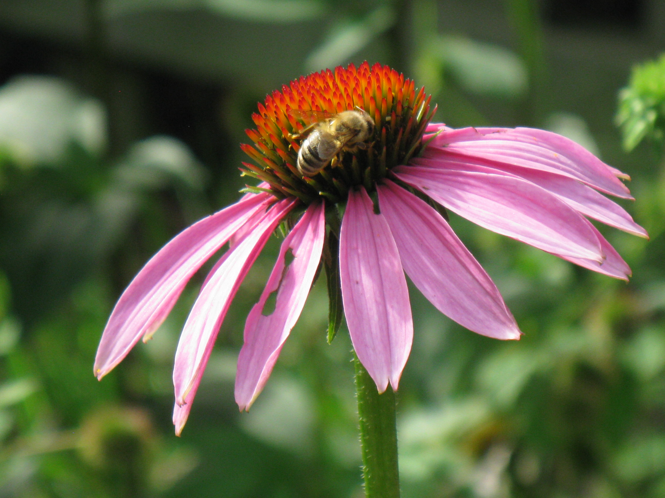 Pollinator on Duty