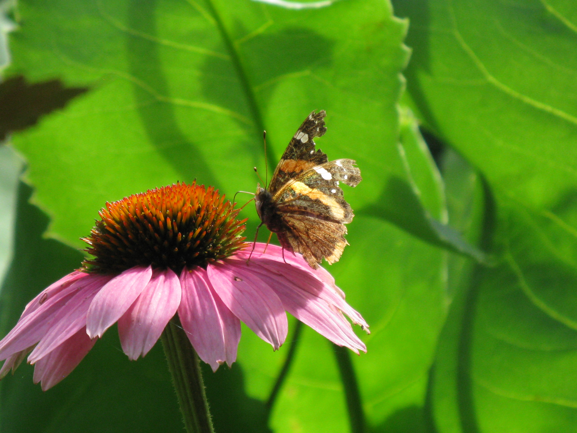 Butterflies Nectar