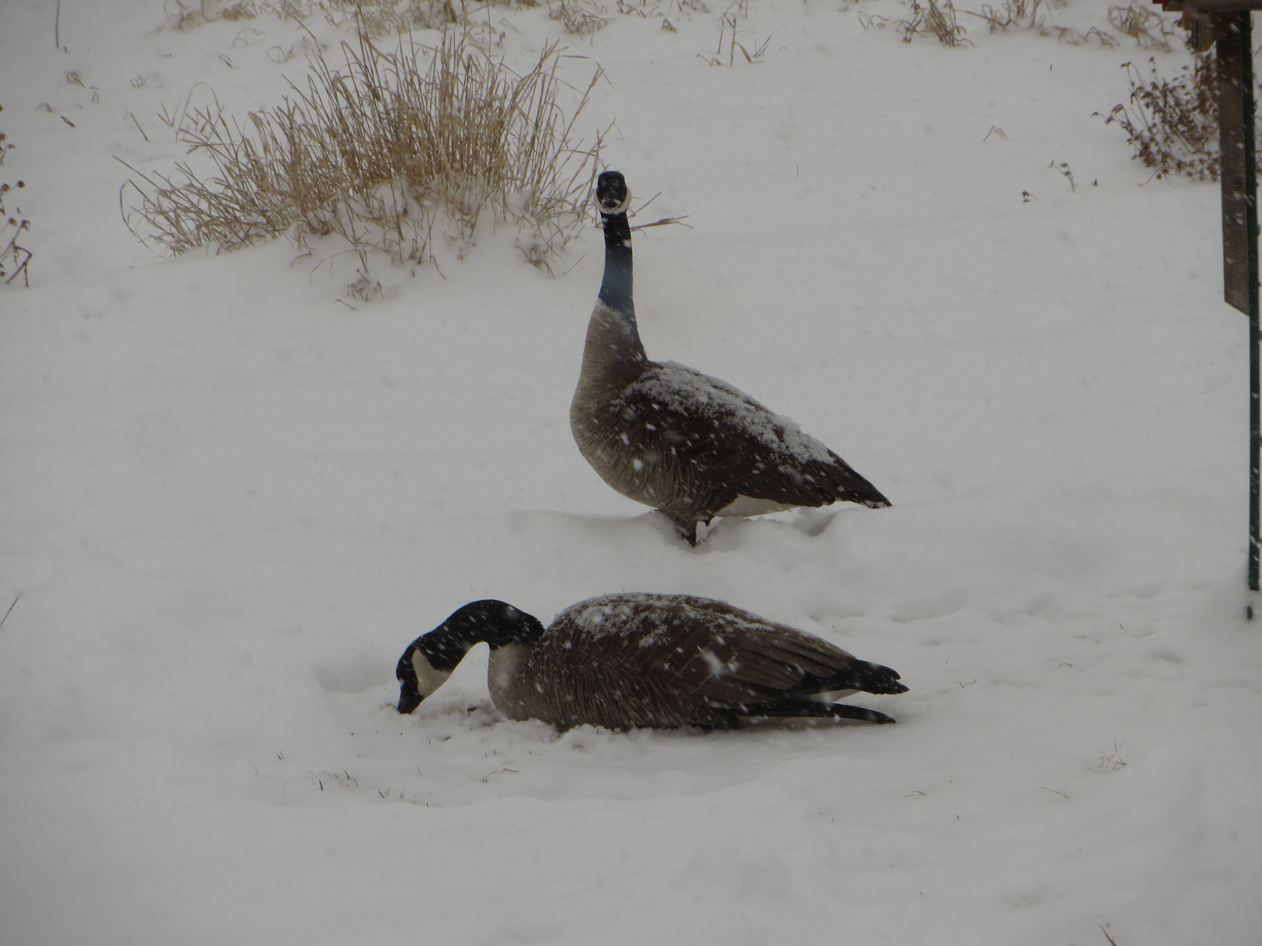 Thanks for Breakfast, How About Shoveling the Snow