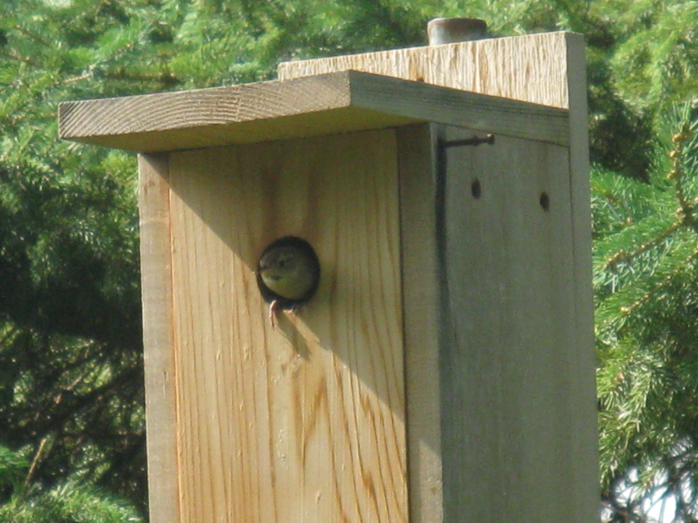 Wren's Home