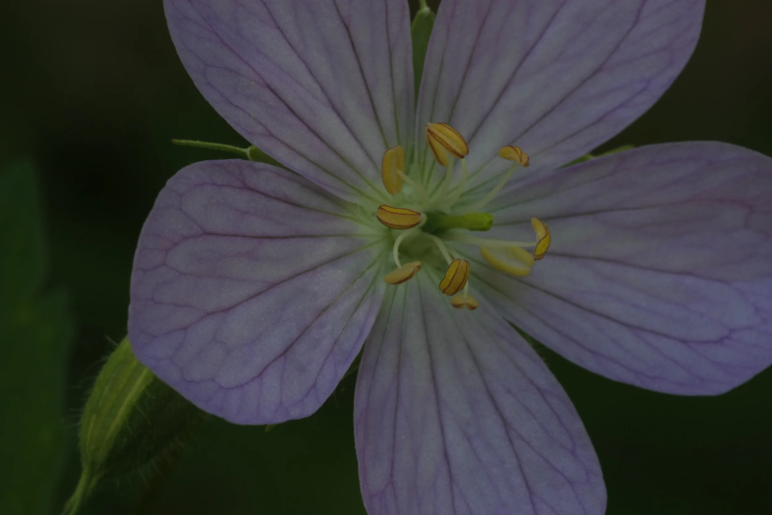 Dancing Stamen