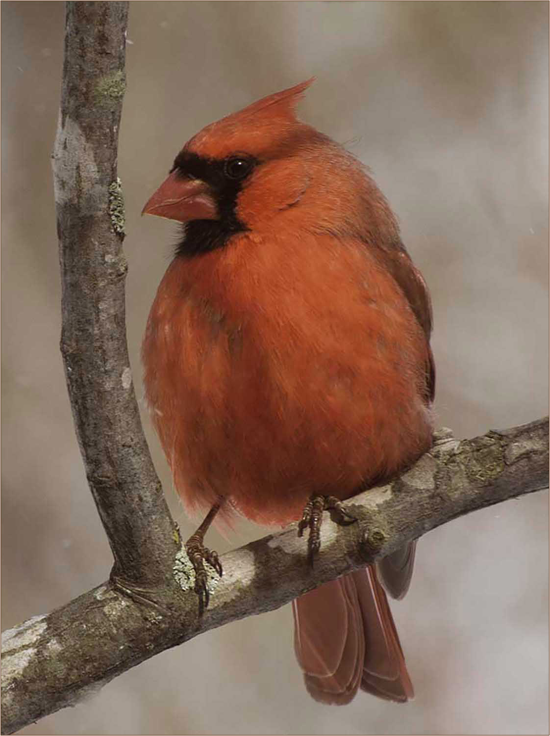 Male Cardinal