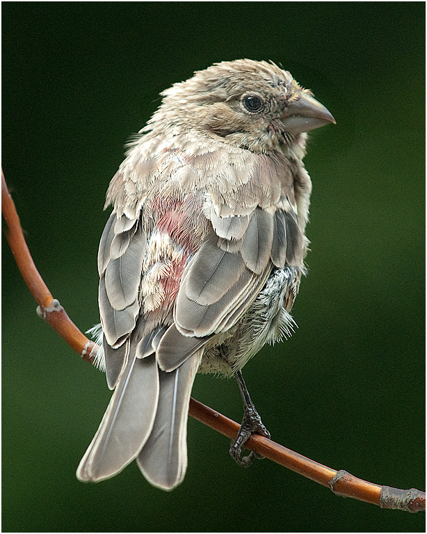 Fledgling Finch