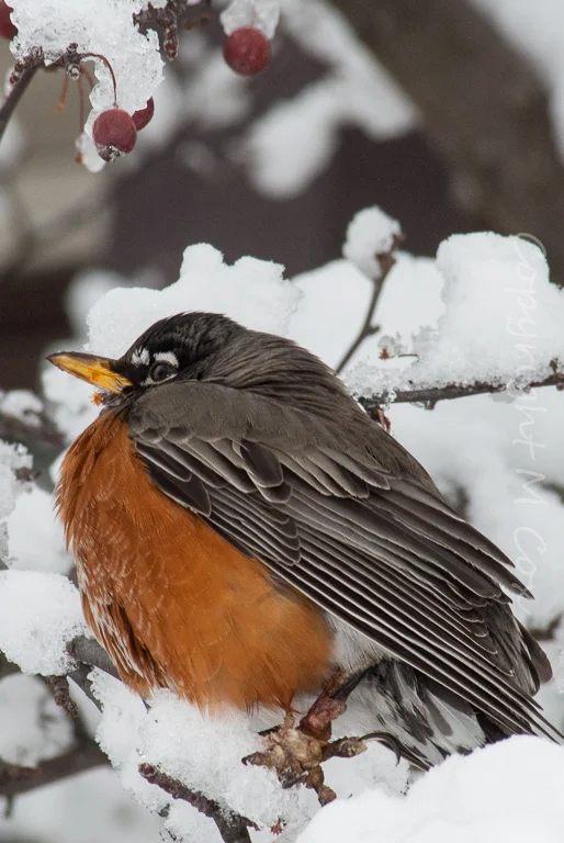 Winter Robin