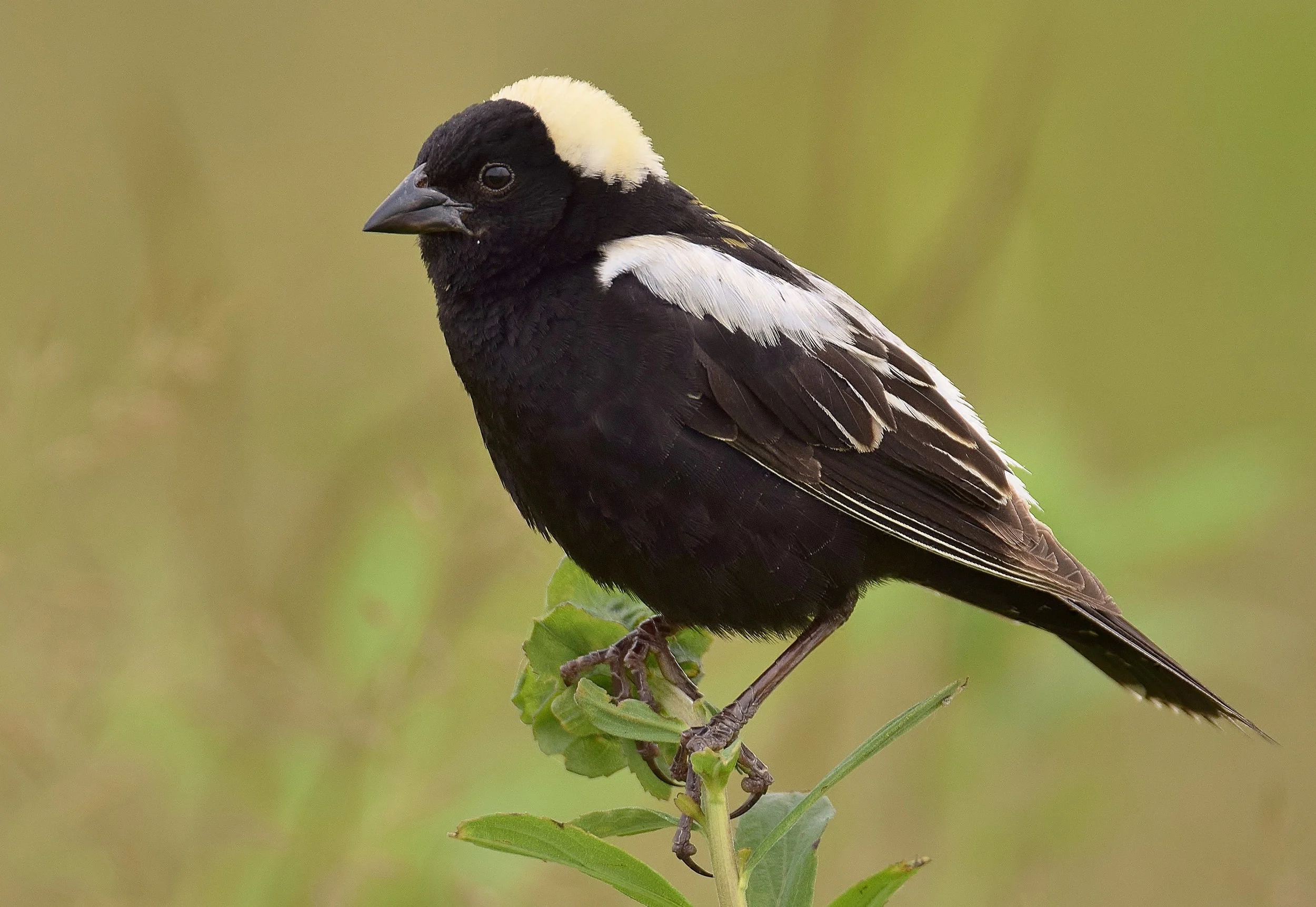 Bobolink