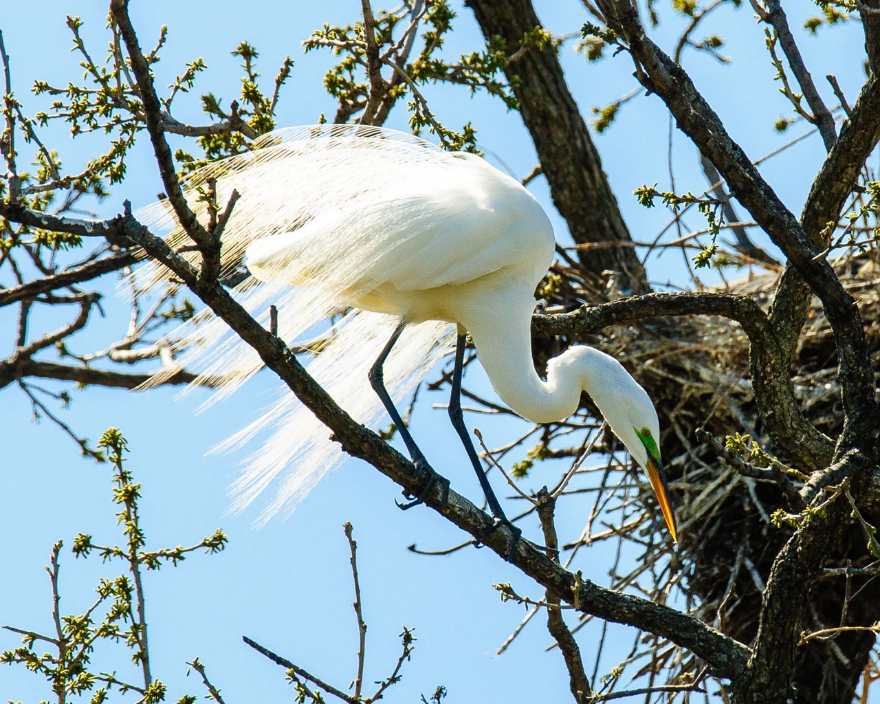 Egret