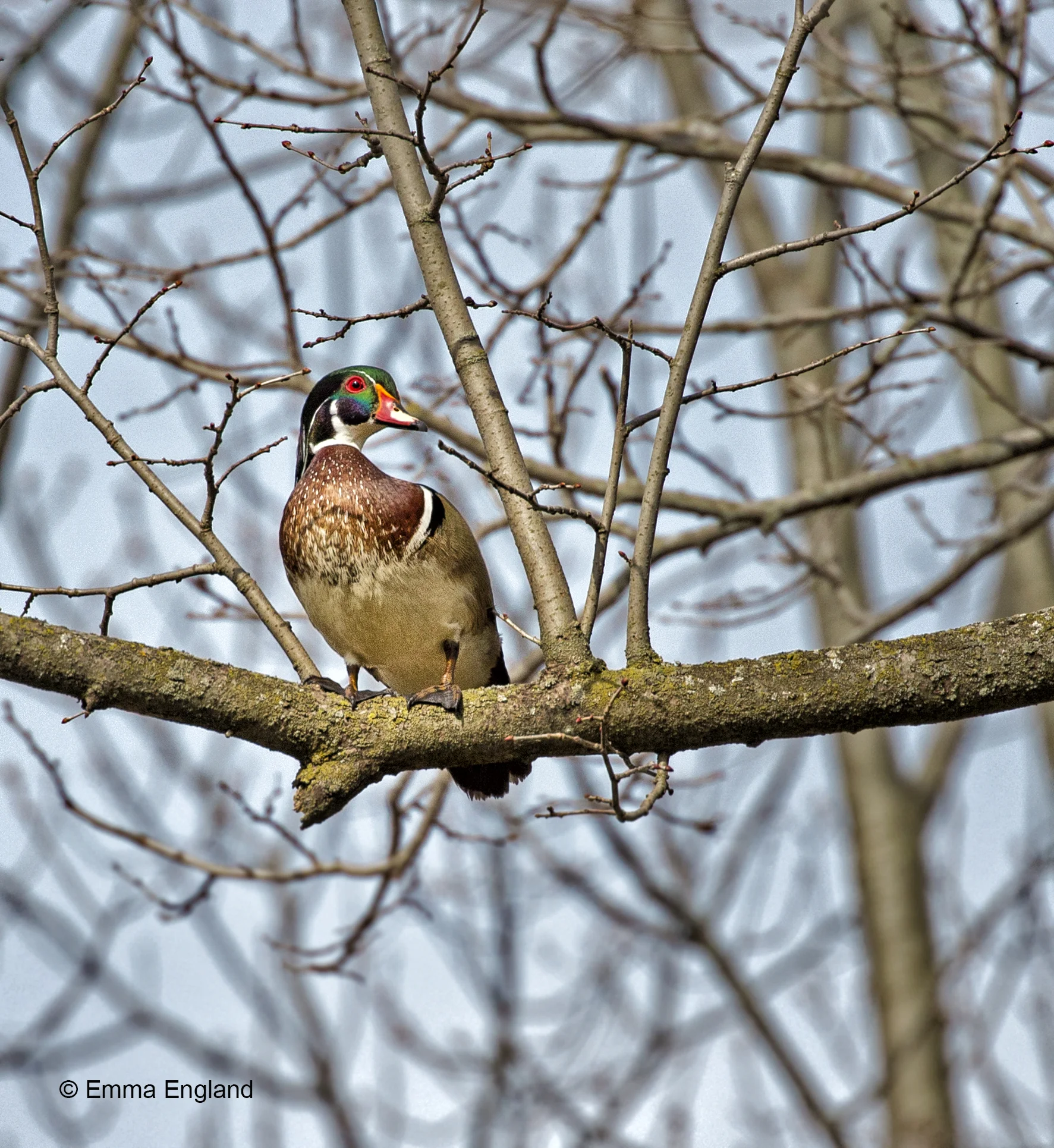 Handsome Wood Duck