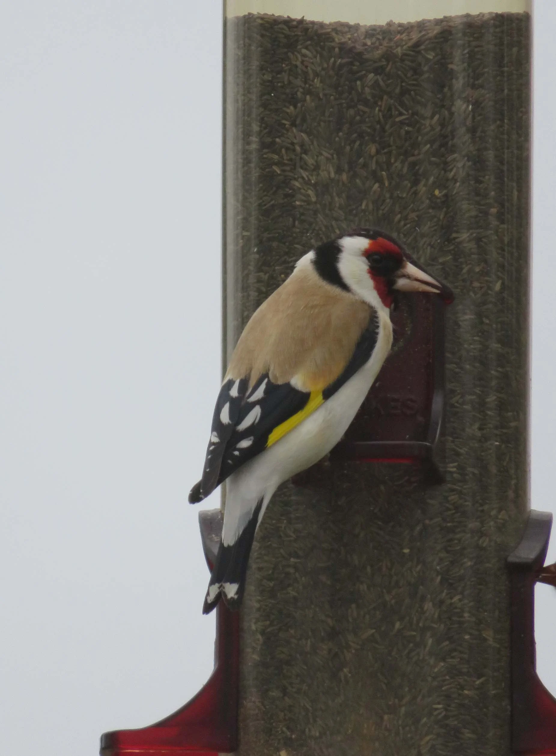 European Goldfinch