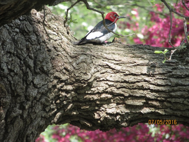 Red-headed Woodpecker