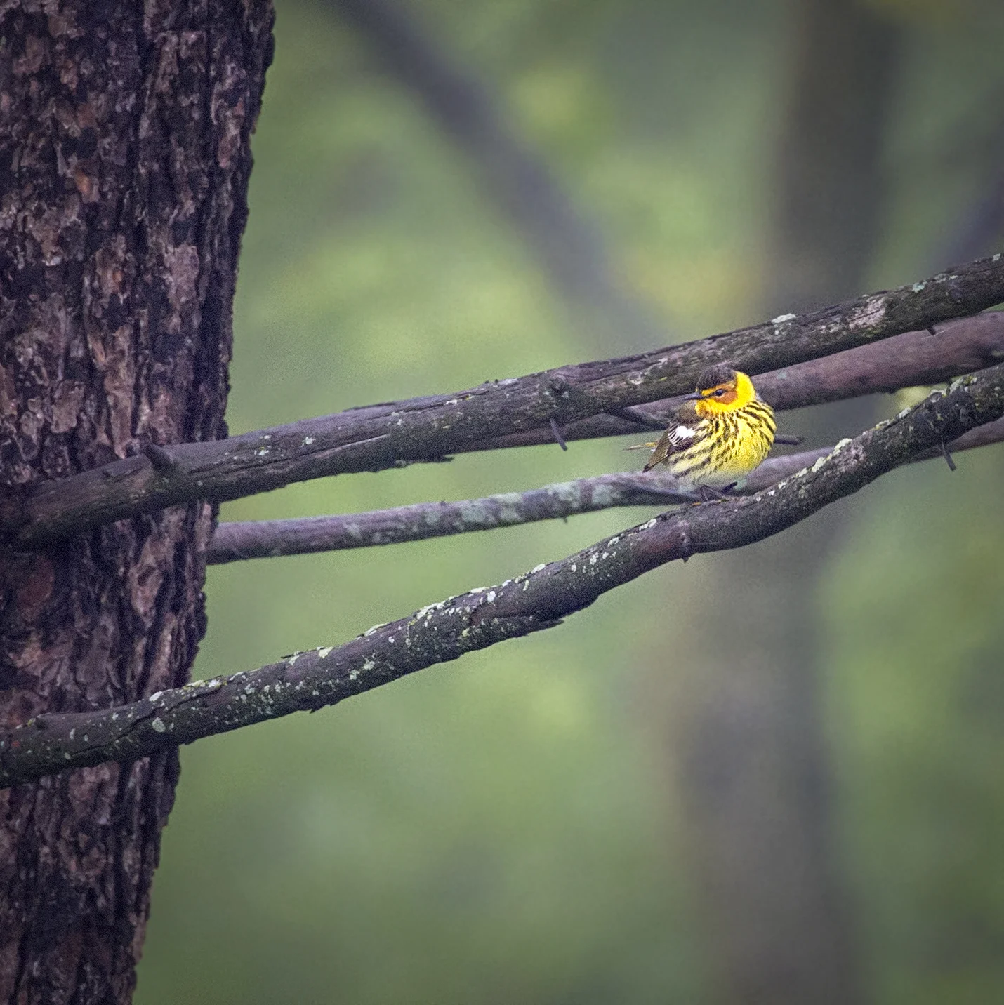 Cape May Warbler