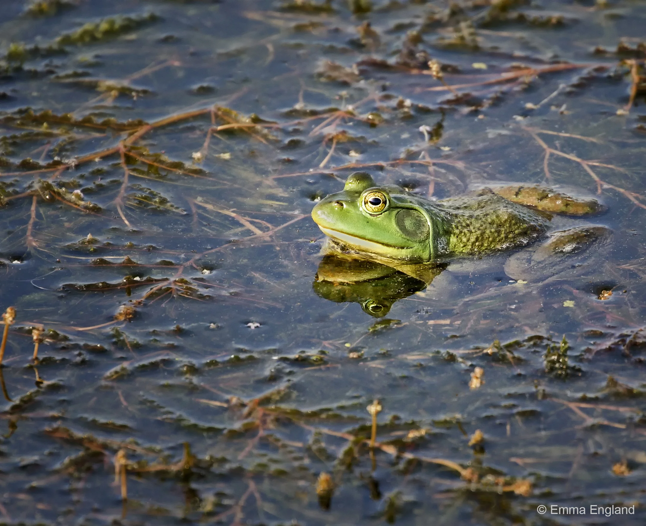 Bullfrog