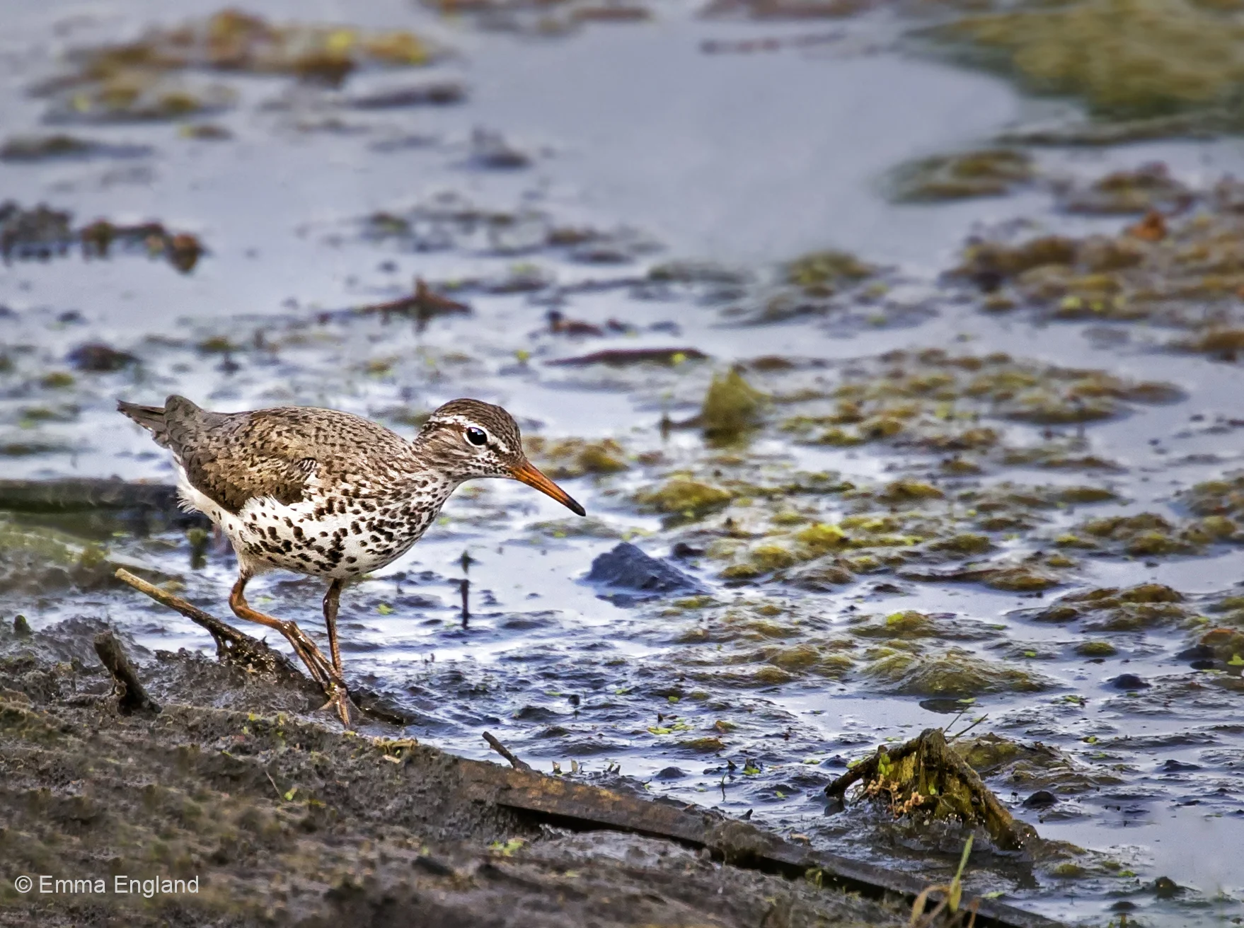 Spotted Sandpiper