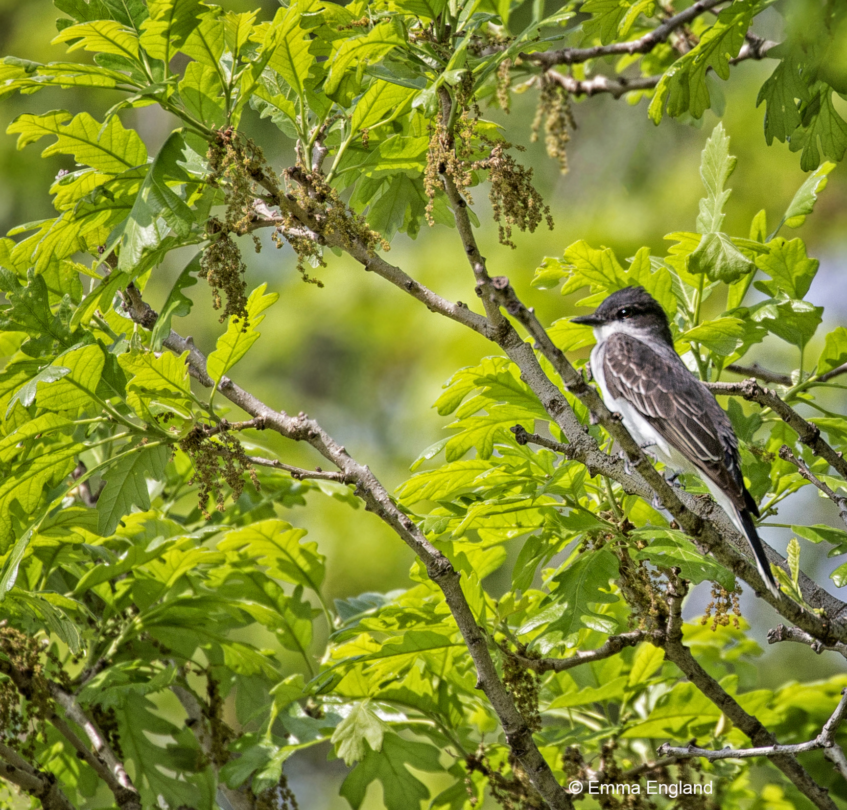 Eastern Kingbird