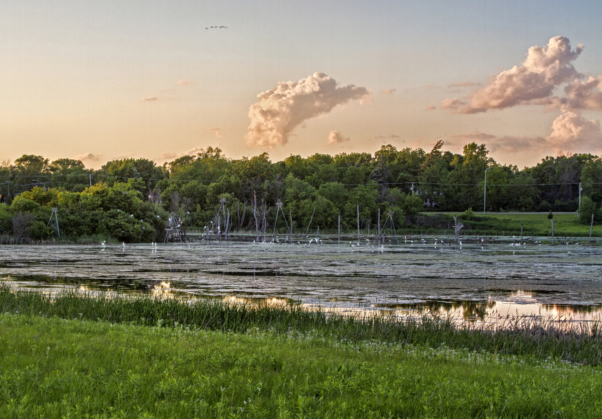 Cheese and Crackers with Herons
