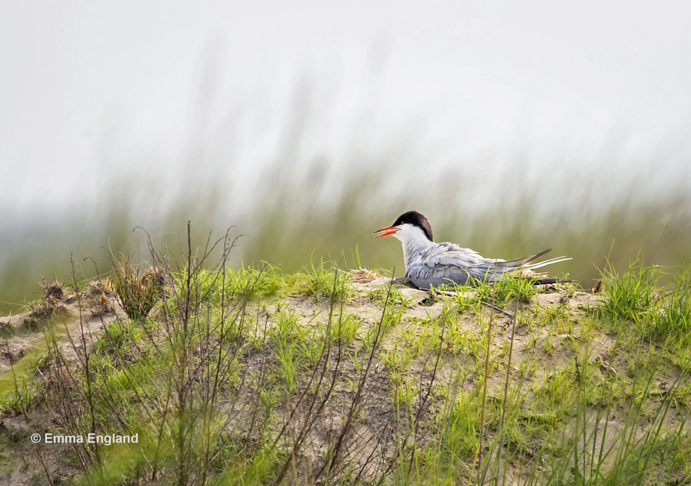 Common Tern Waukegan Beach