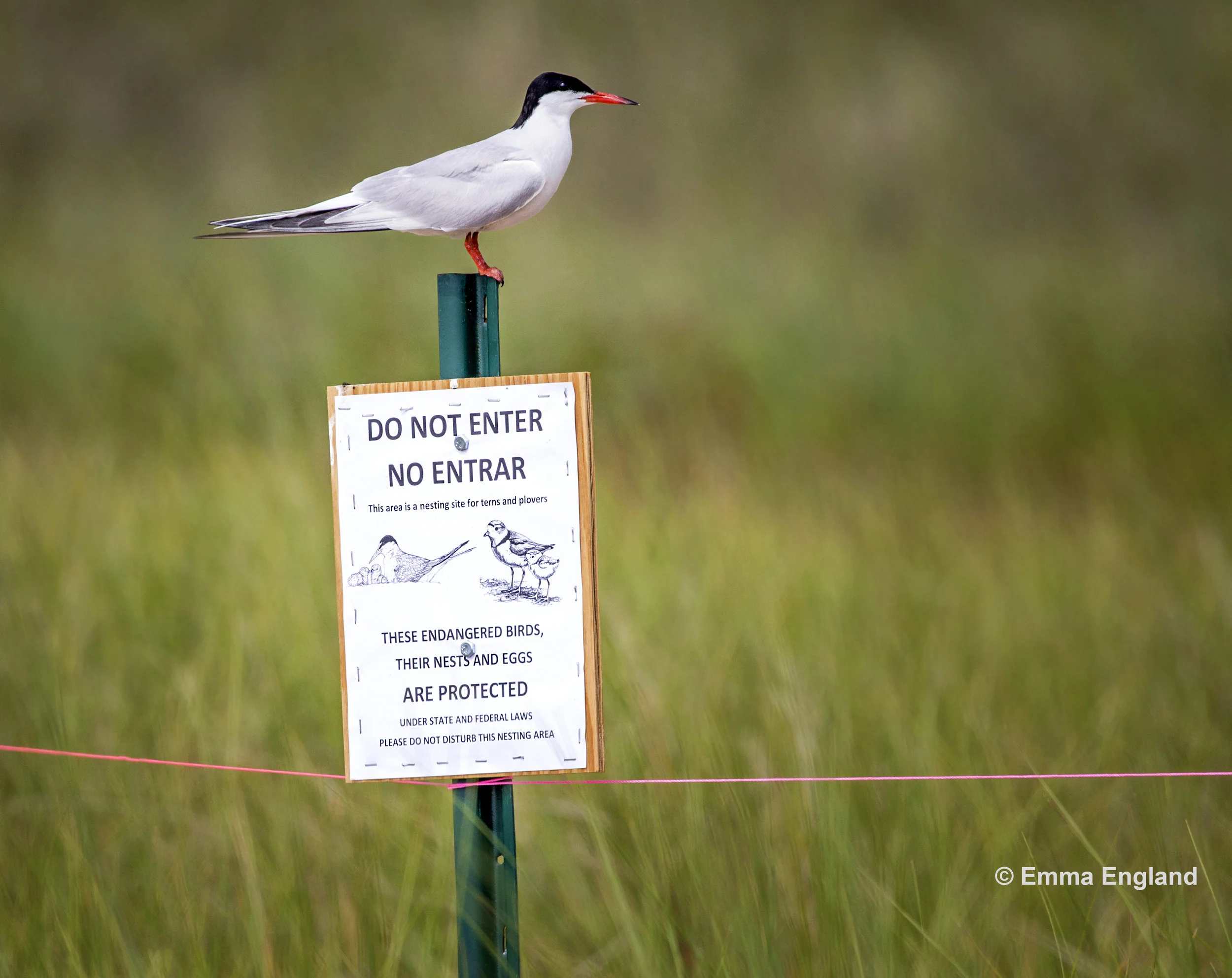 Common Tern Waukegan Beach