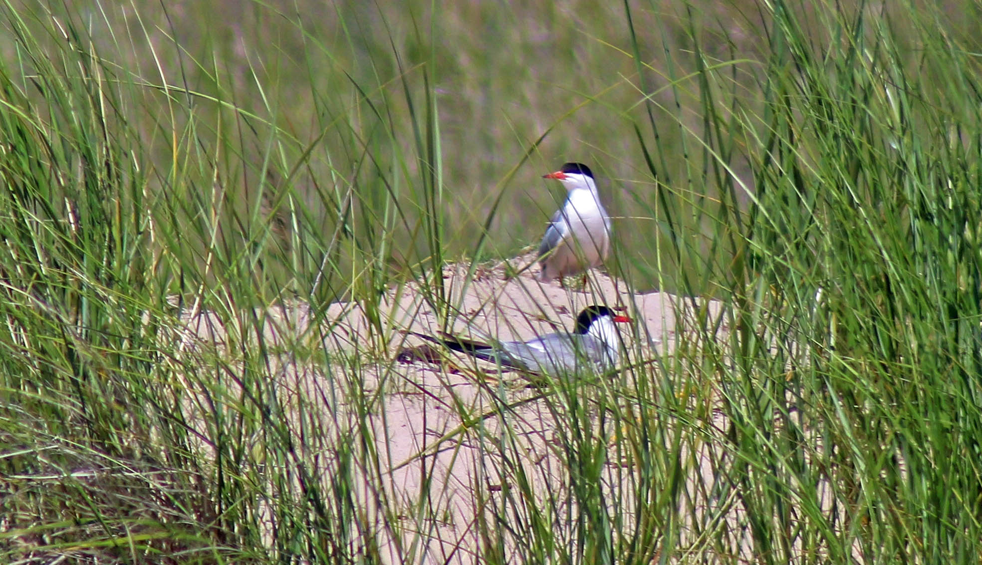 Common Terns