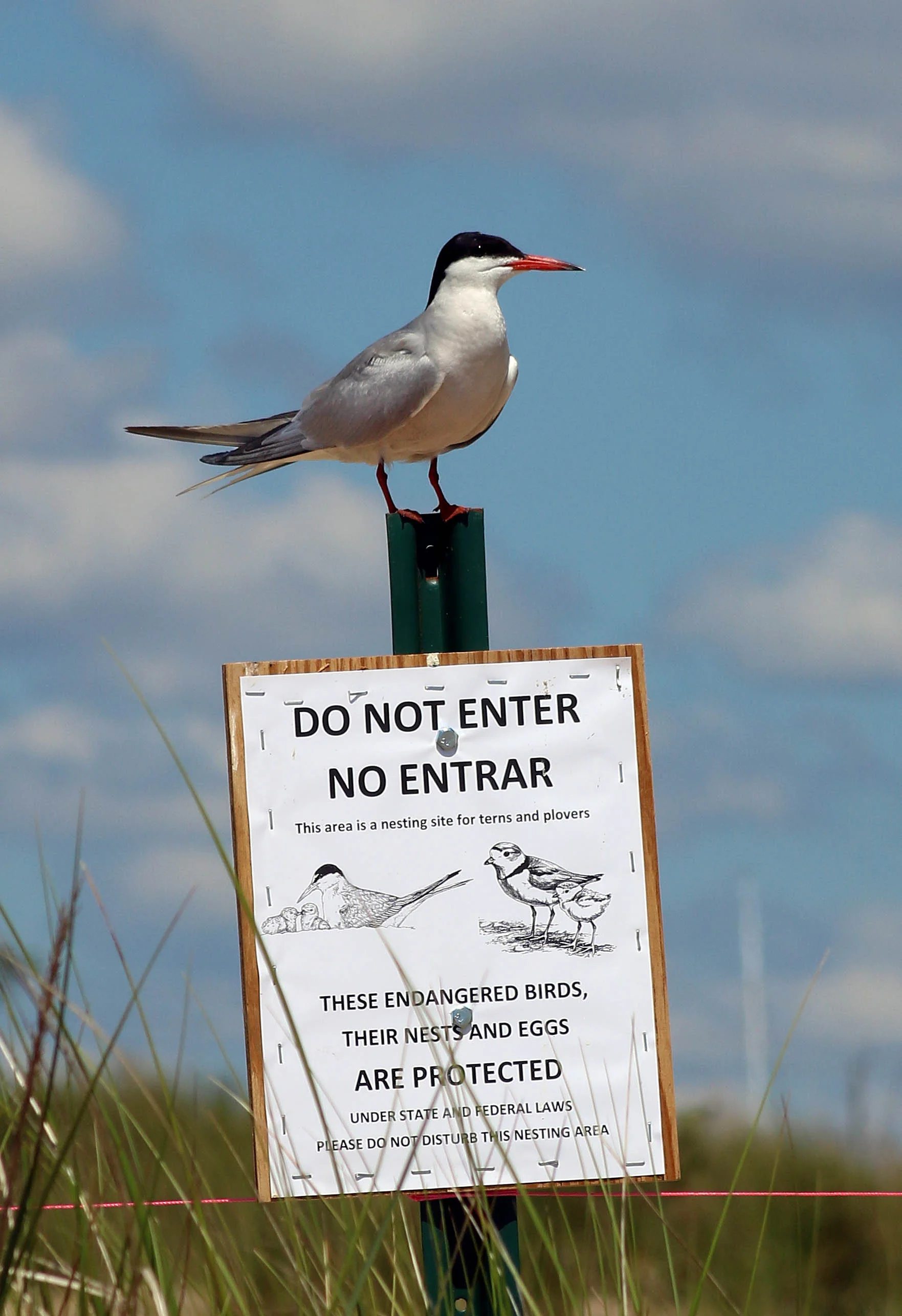 Common Tern