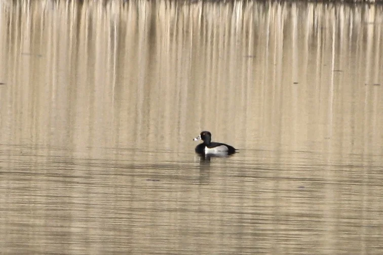 Ring-necked Duck